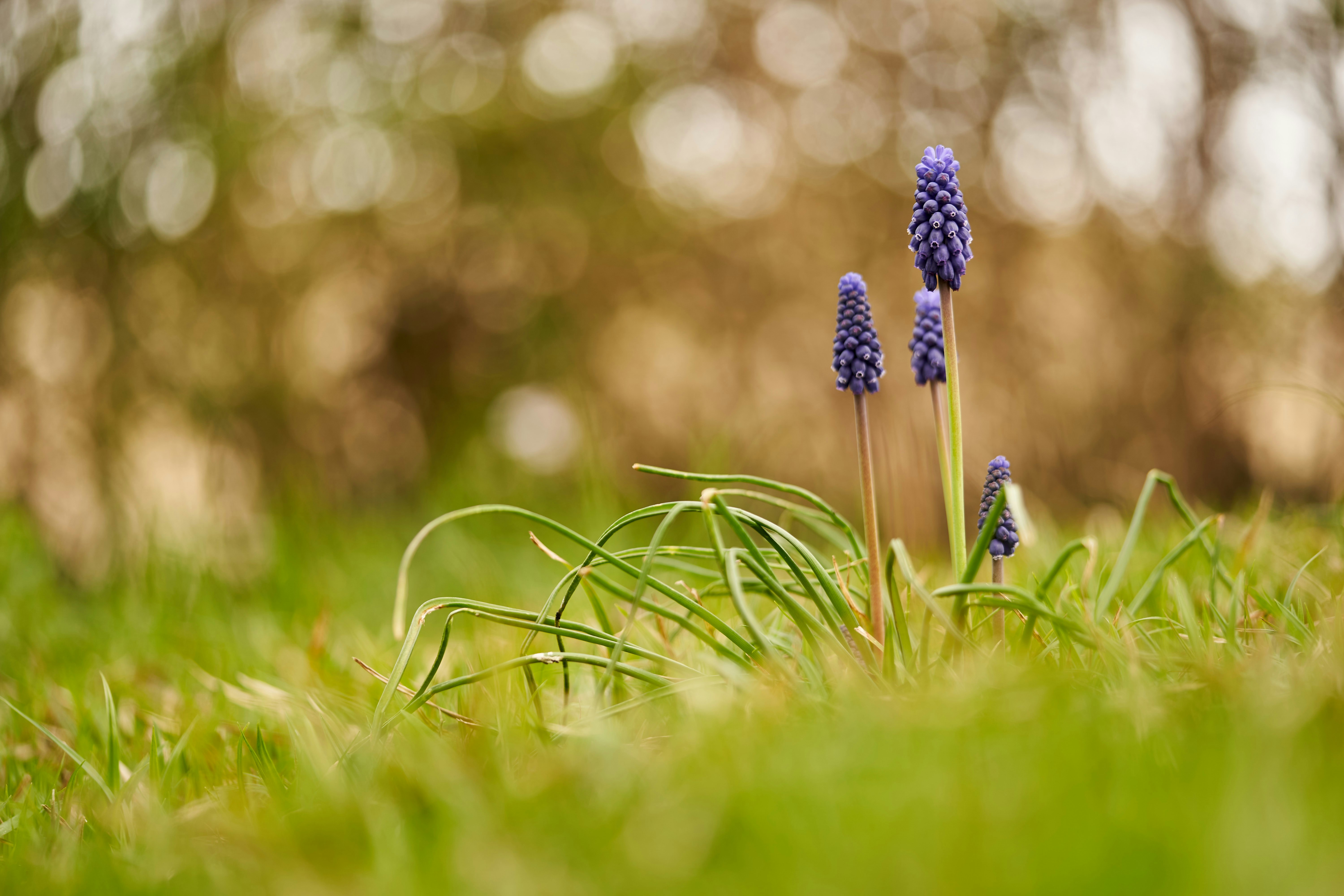 Photo by wolfgang_hasselmann