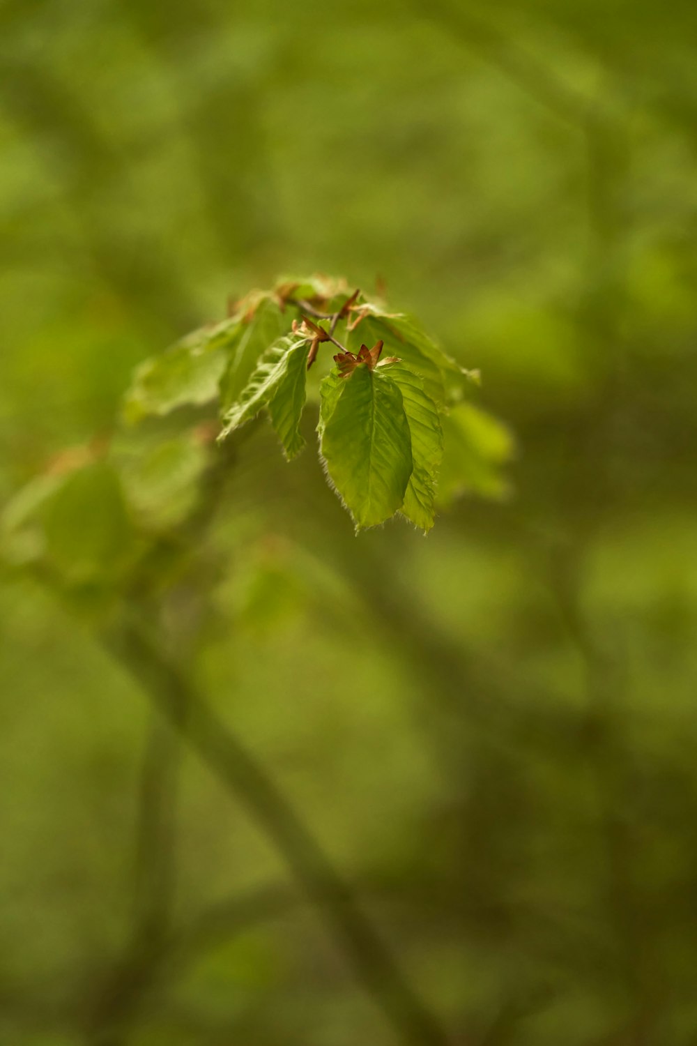 a close up of a leaf