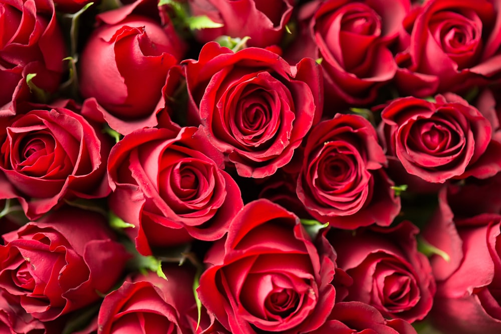 a group of red roses