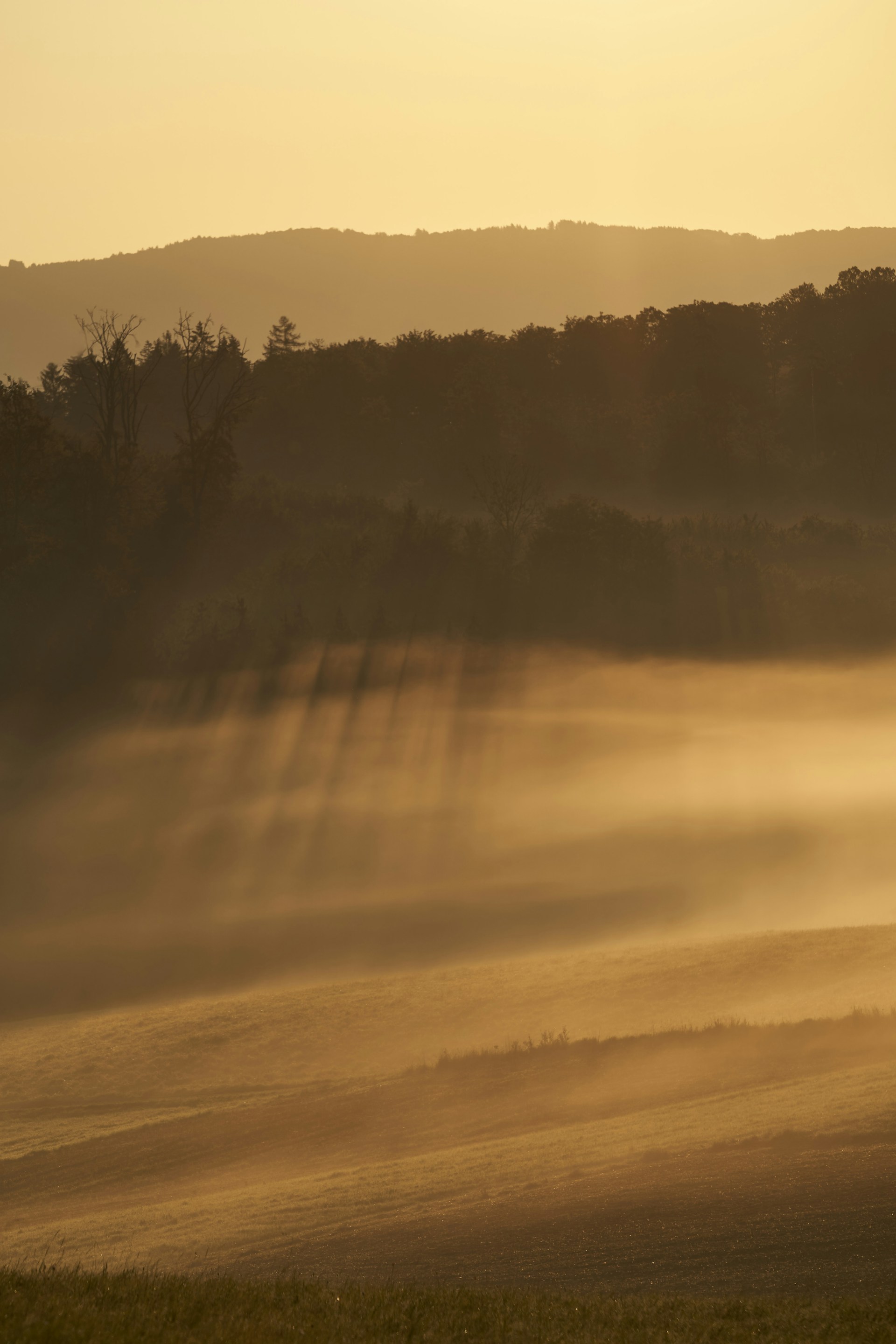 A serene early morning landscape with soft golden light spilling over misty hills.