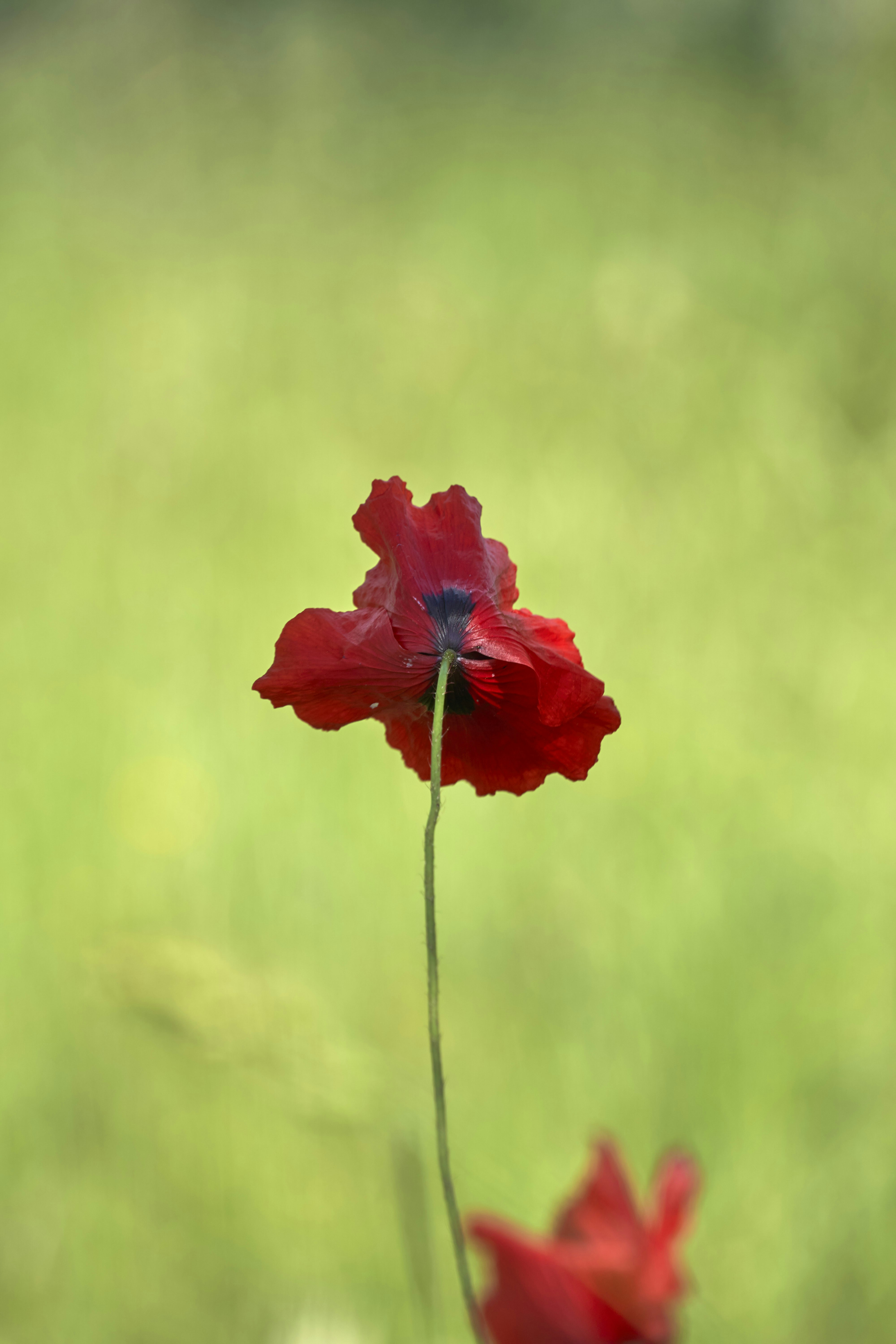 Photo by wolfgang_hasselmann