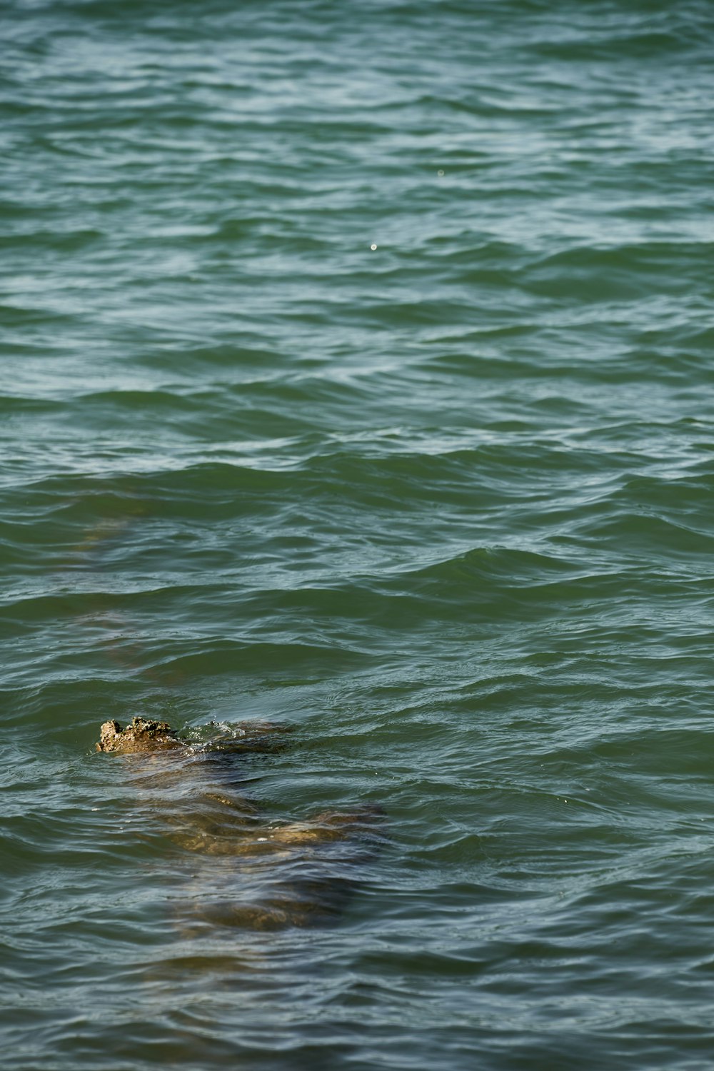 a crocodile swimming in the water
