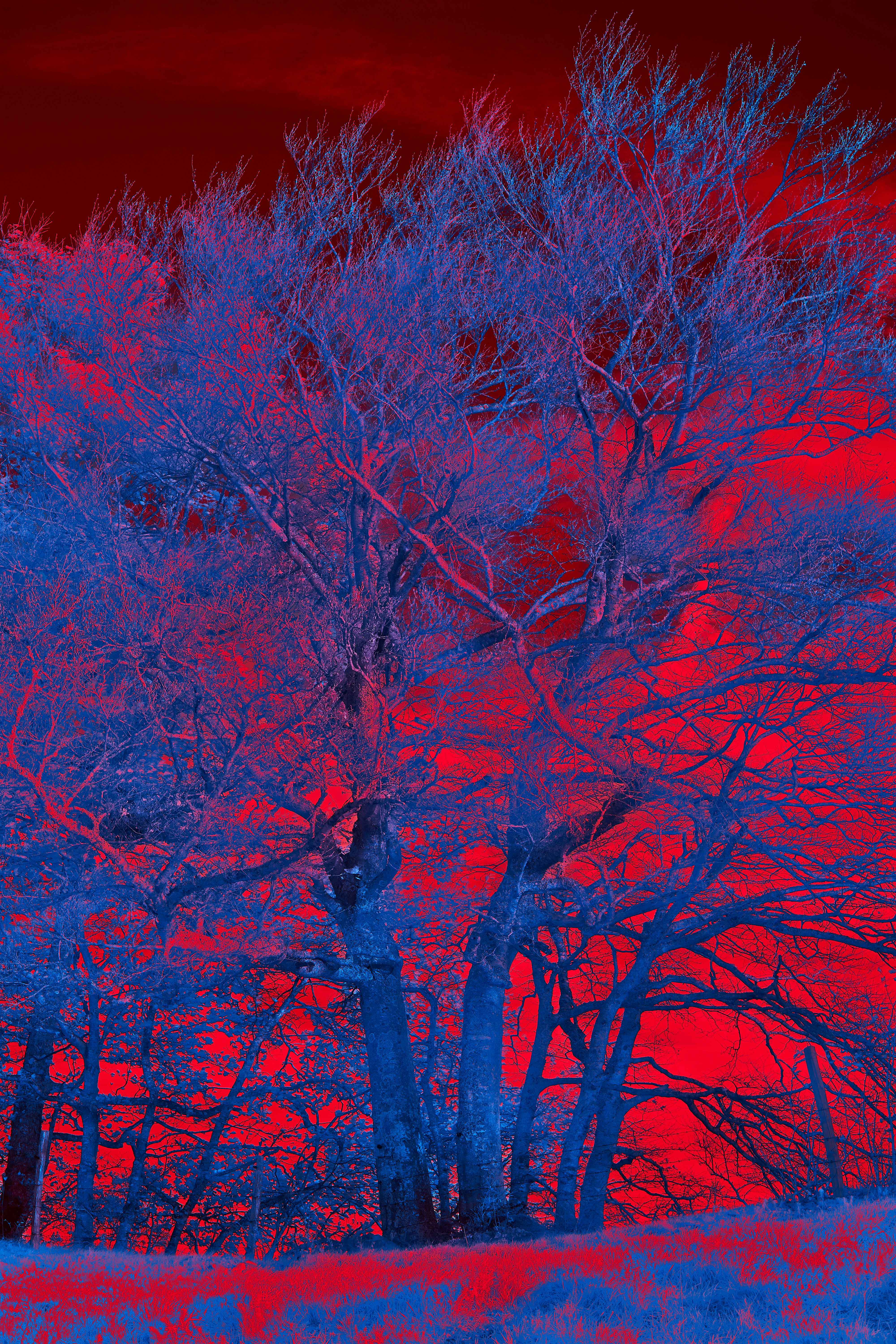 Photo by wolfgang_hasselmann