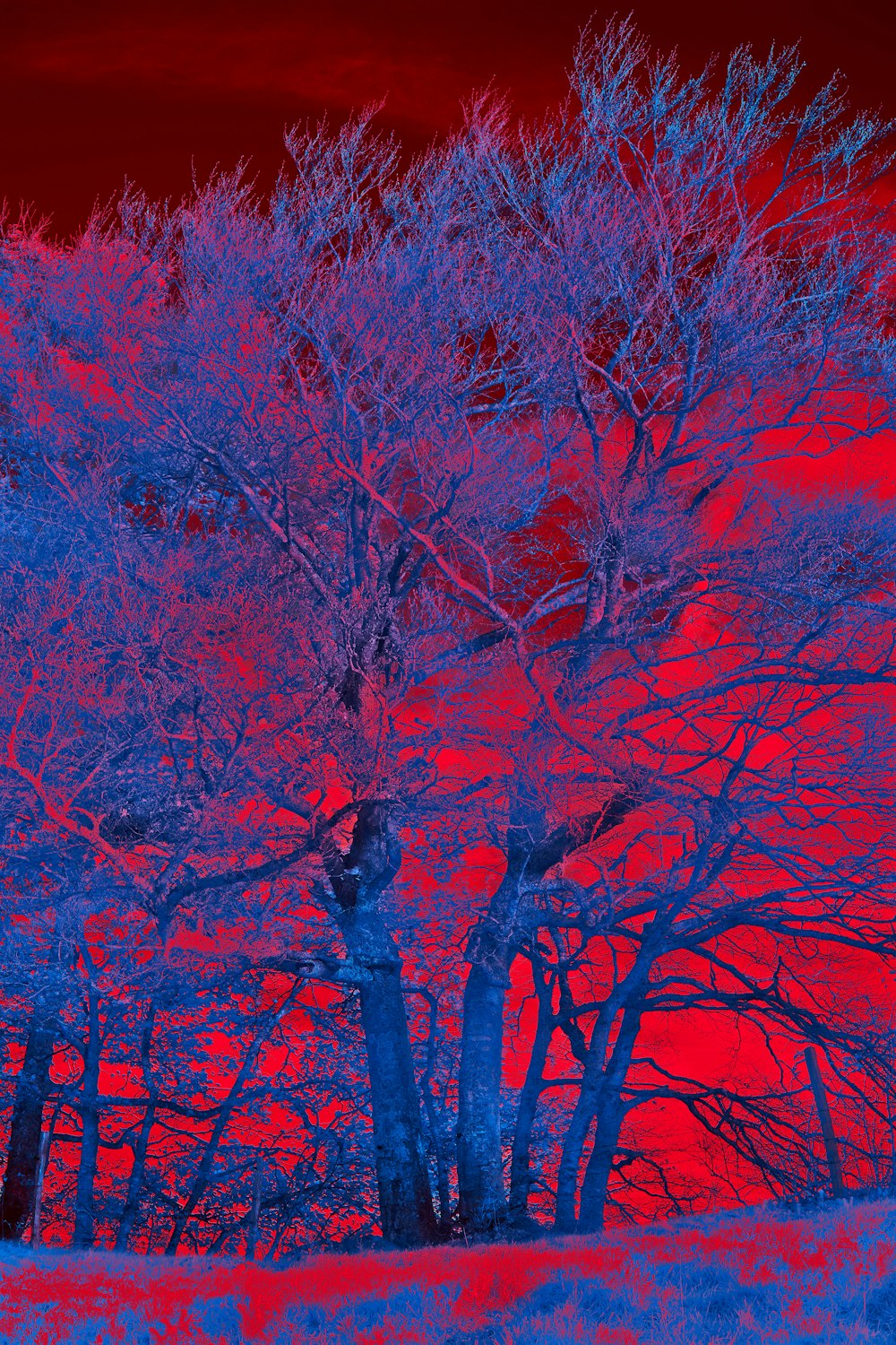 a group of trees with pink leaves