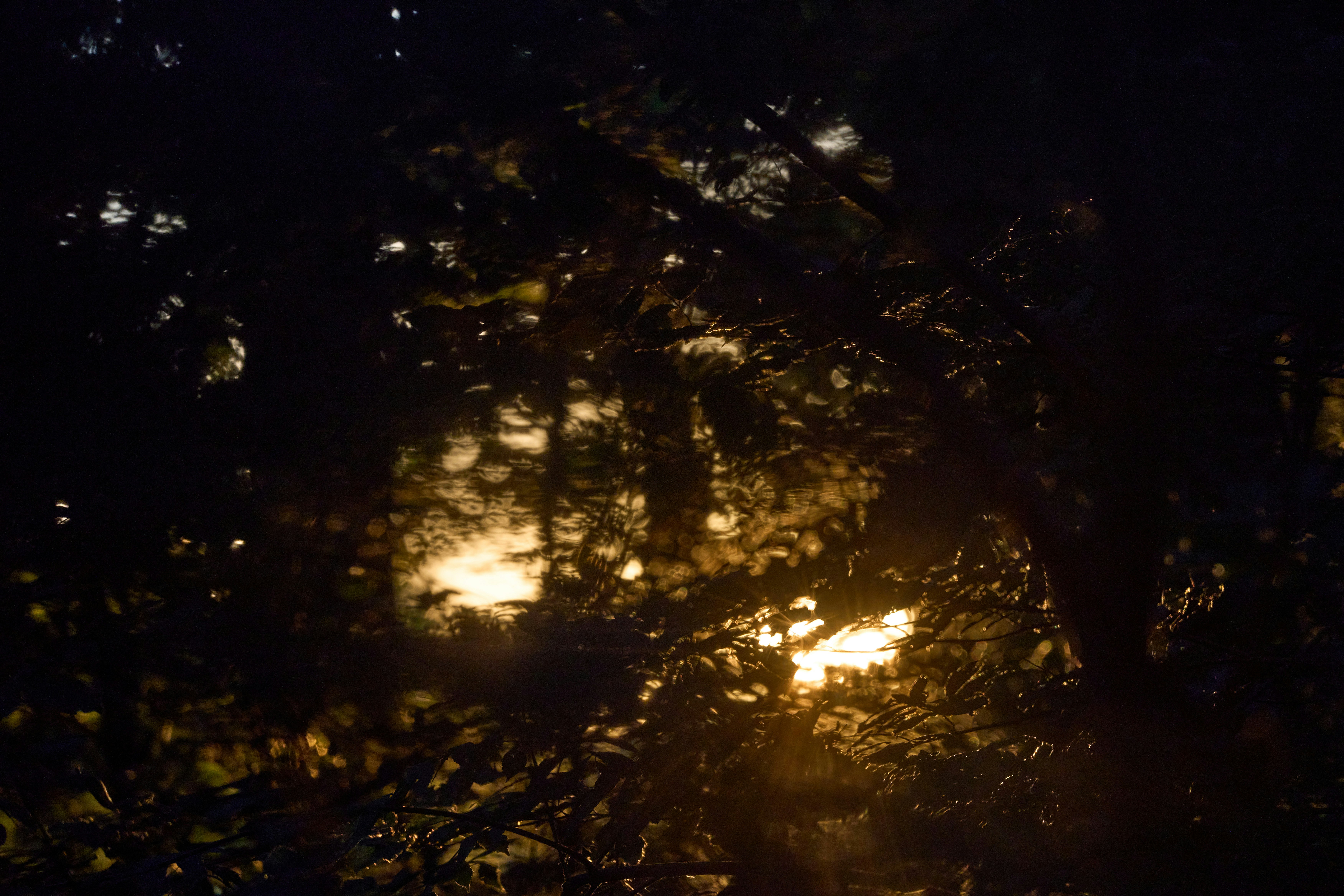 Photo by wolfgang_hasselmann