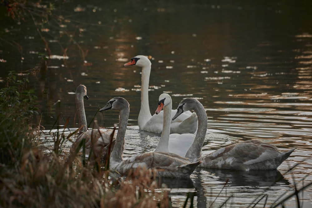a group of geese in a pond