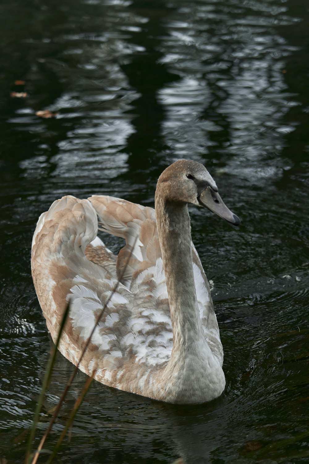 a bird in the water