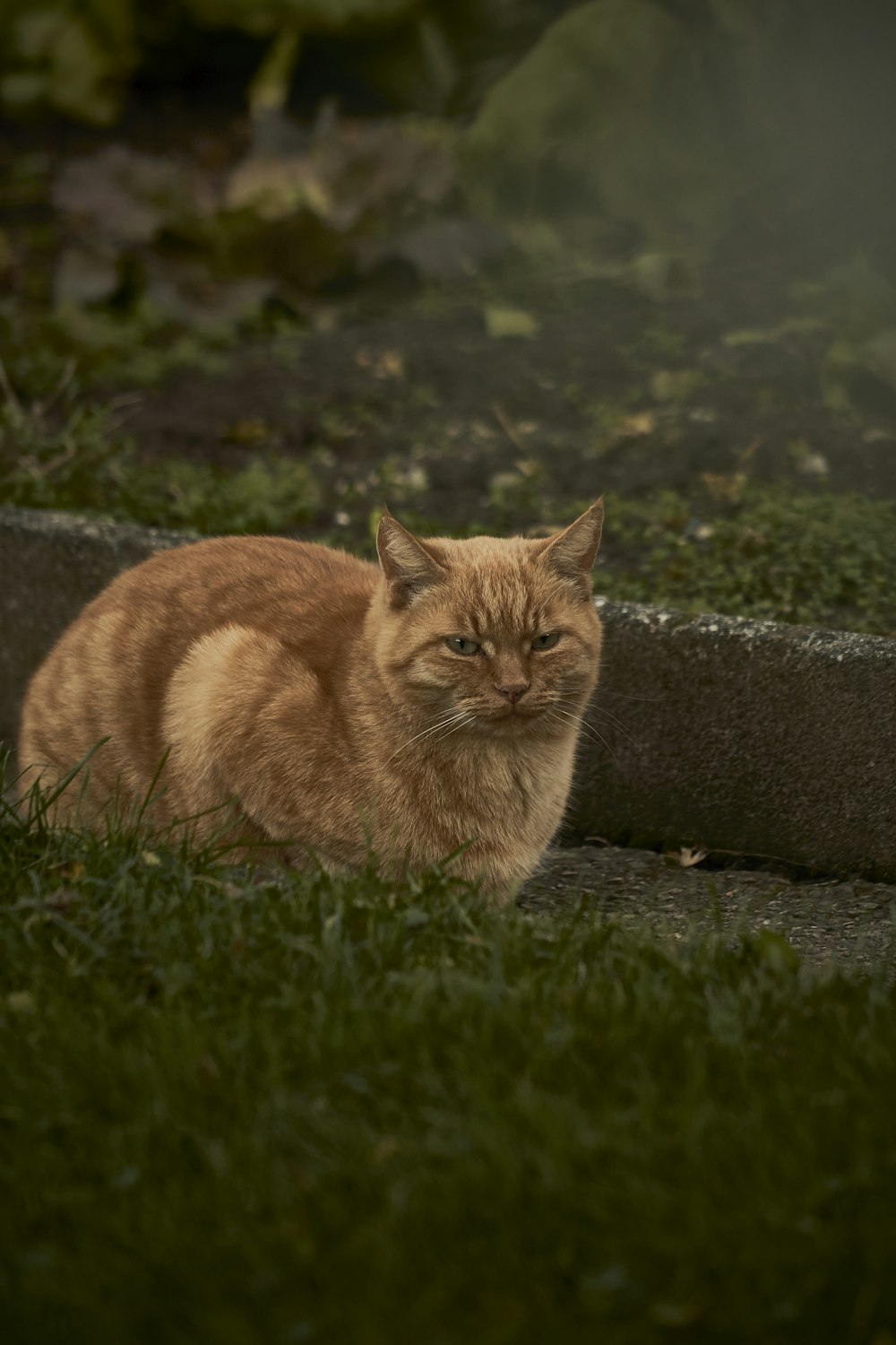 a cat lying on a rock