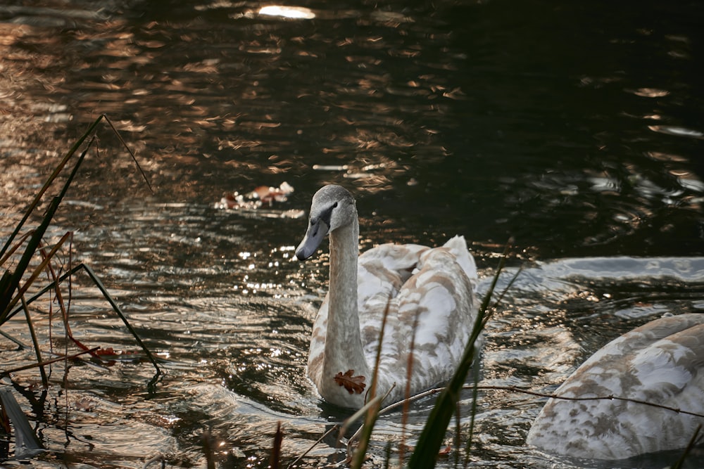 a bird standing in water