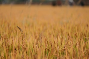Rows of wheat stretching into the horizon with a farmer inspecting the crop.