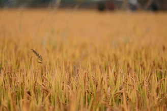 Rows of wheat stretching into the horizon with a farmer inspecting the crop.