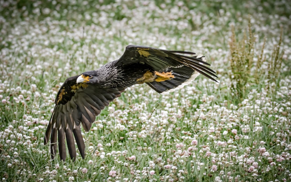 a bird flying over a field of flowers