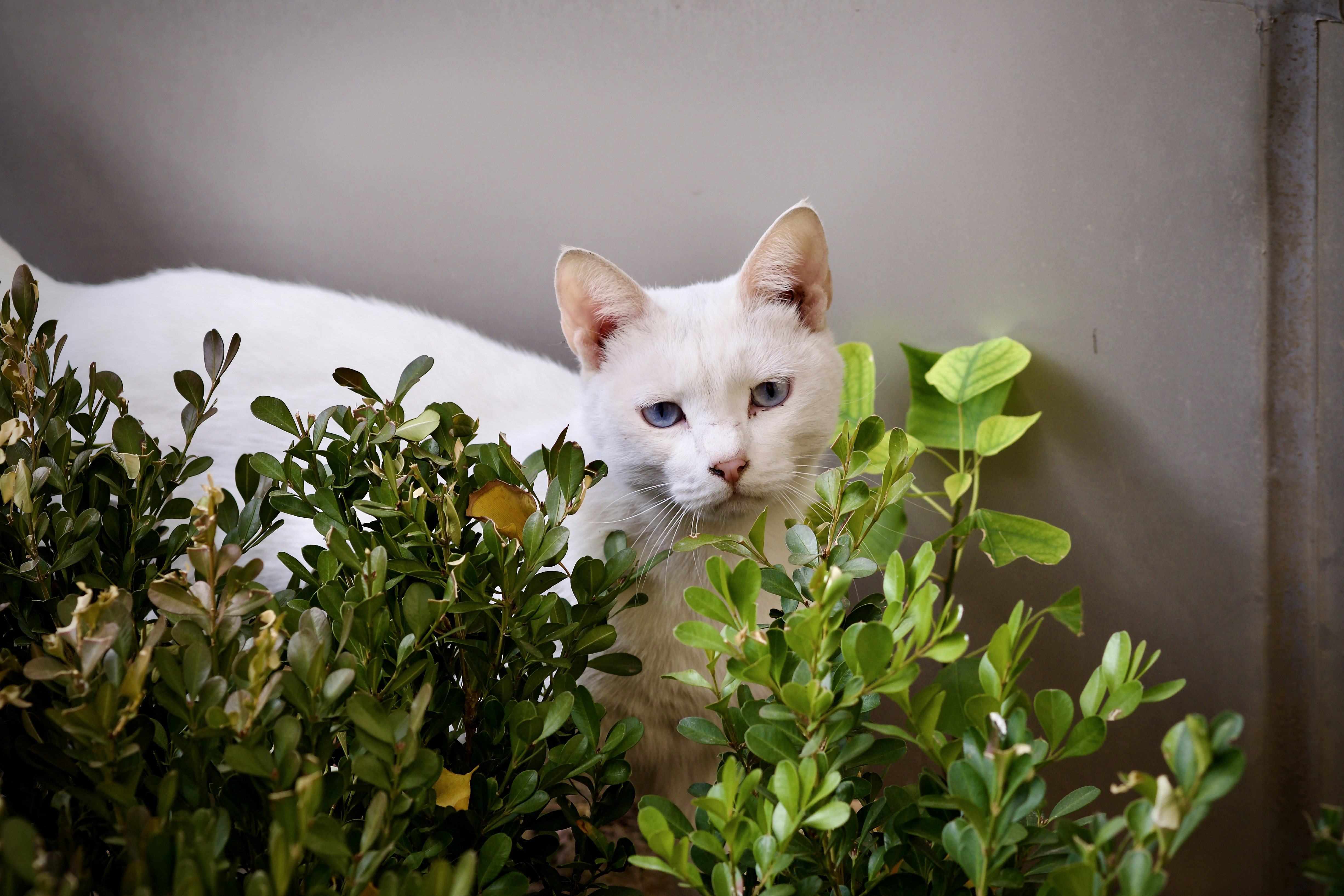 2. Silver Vine: The Exotic Catnip Cousin (image credits: unsplash)