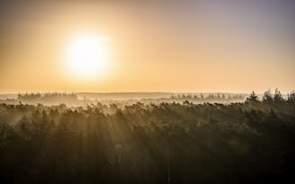 A tranquil forest landscape during the golden hour.