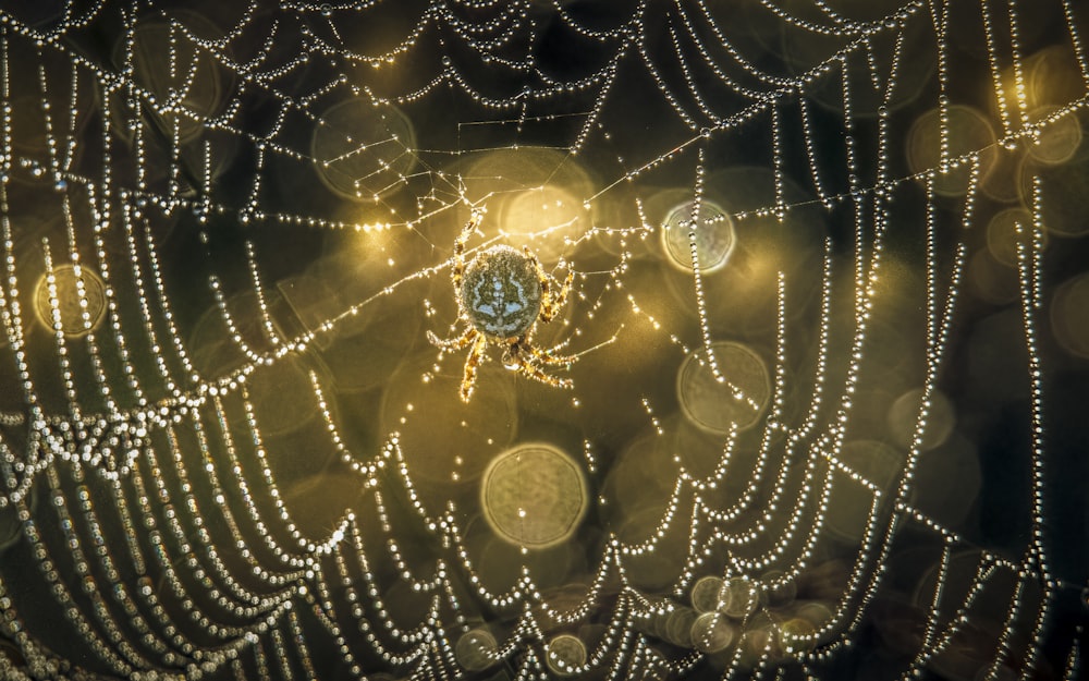 a close up of a spider web