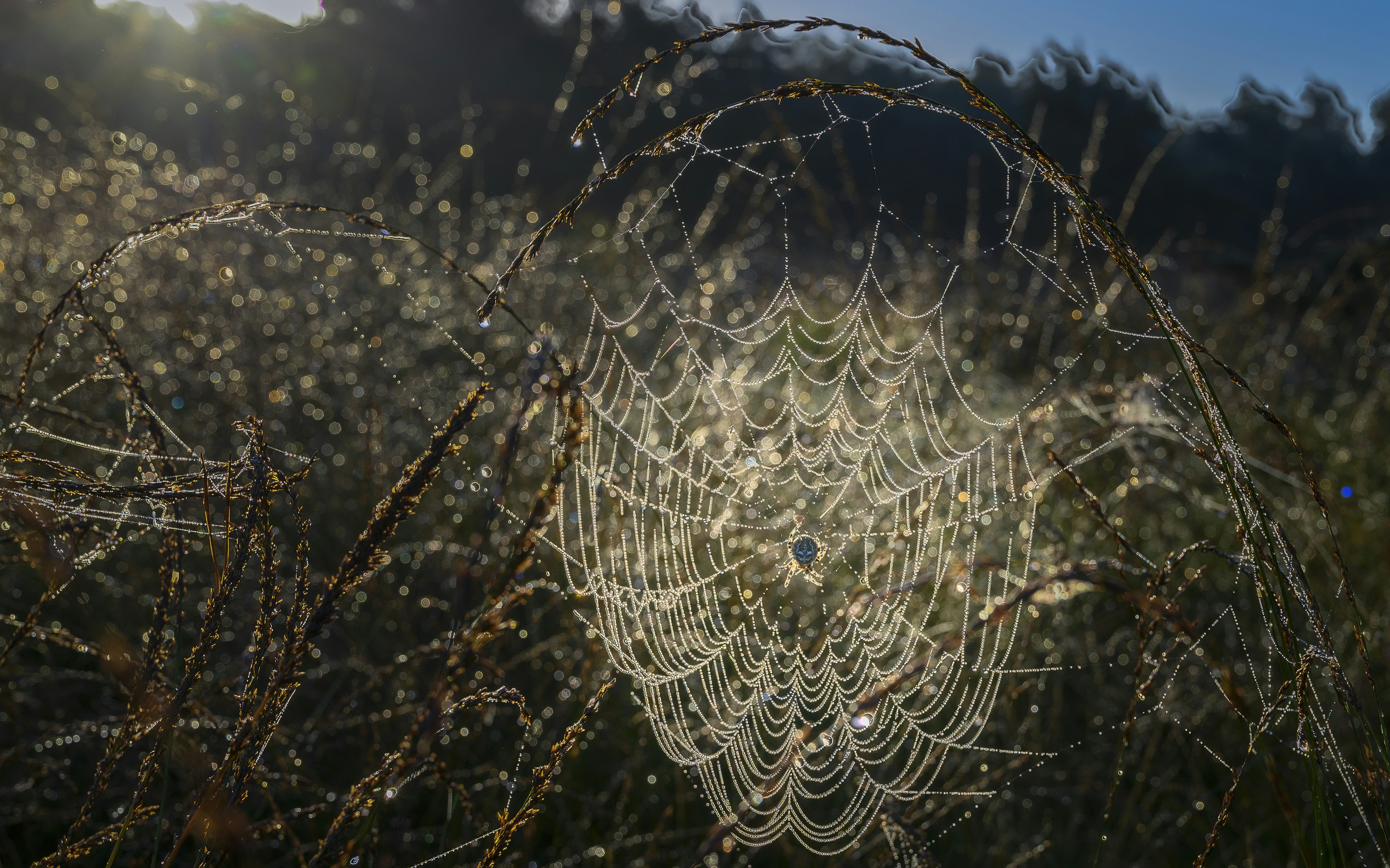 Photo by robtol