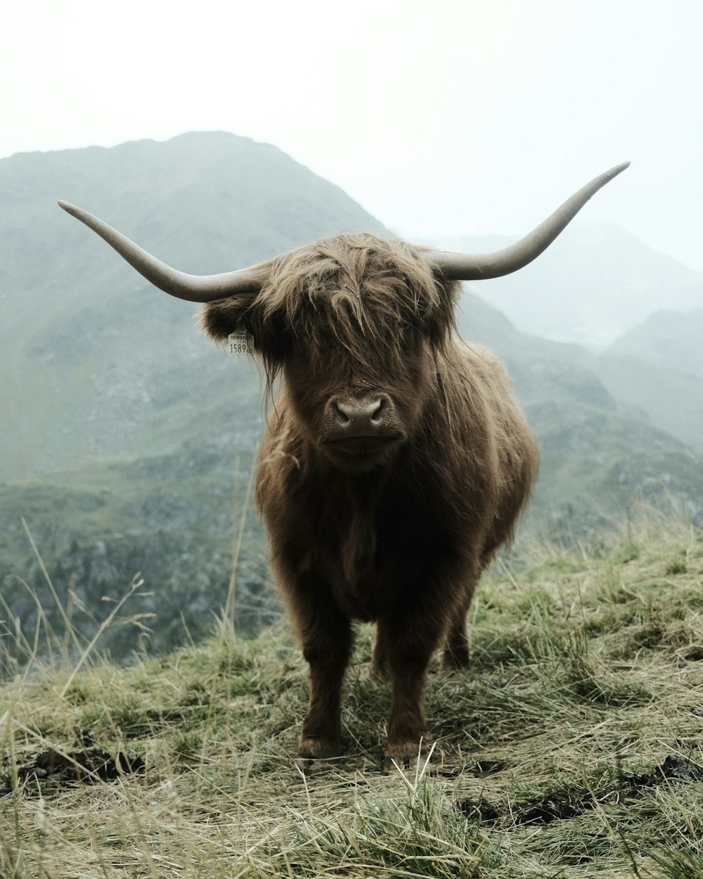 Una gran vaca marrón con cuernos