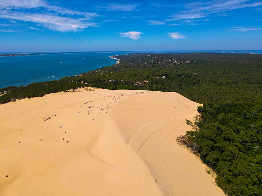 a sandy beach with trees and water