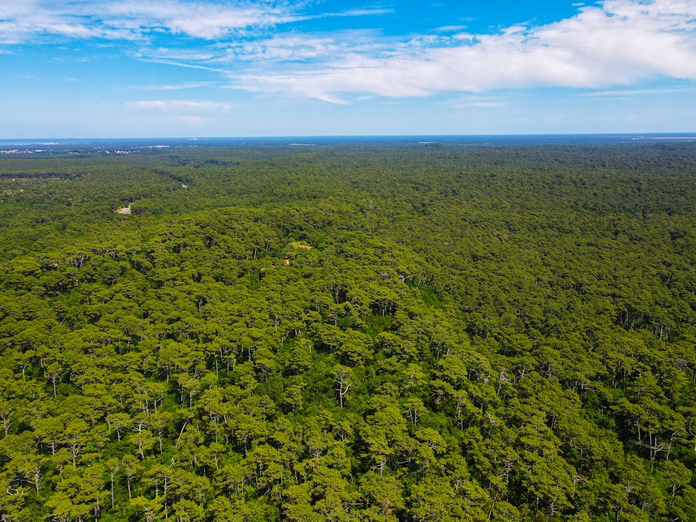 a large green landscape