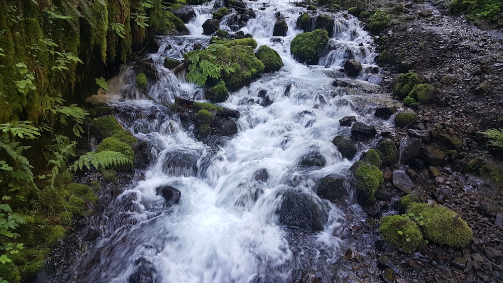 a river with rocks and plants