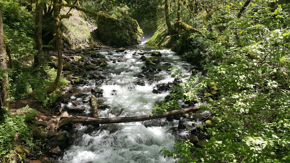 a stream in a forest