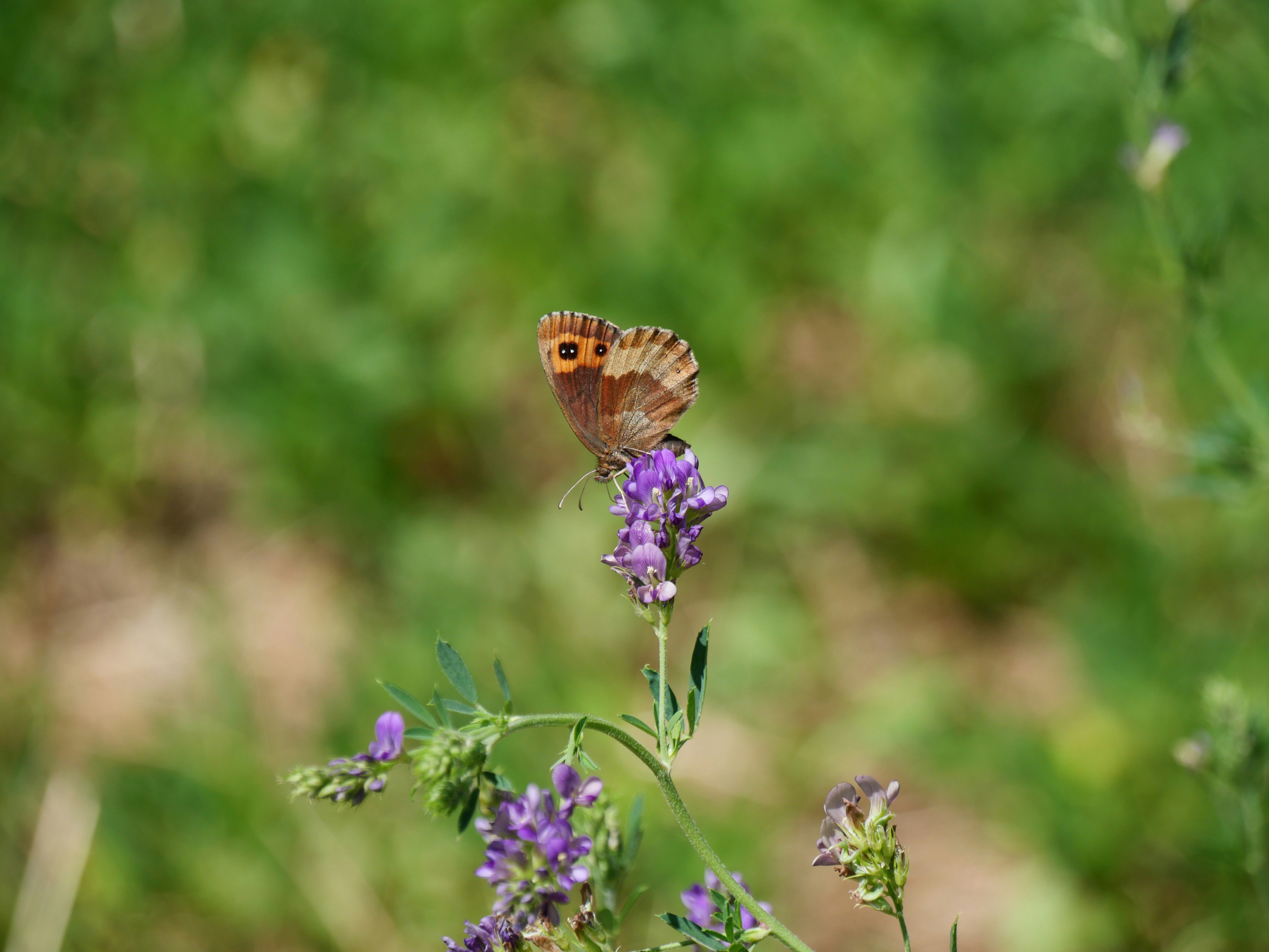 Photo by nimbus_vulpis