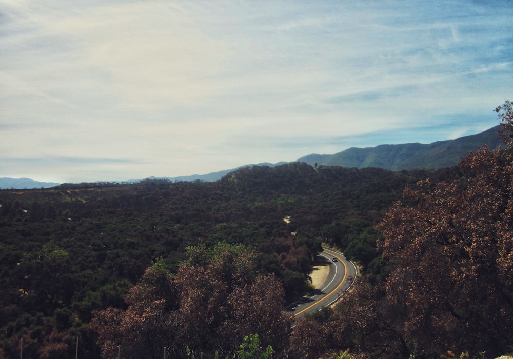 a road through a forest