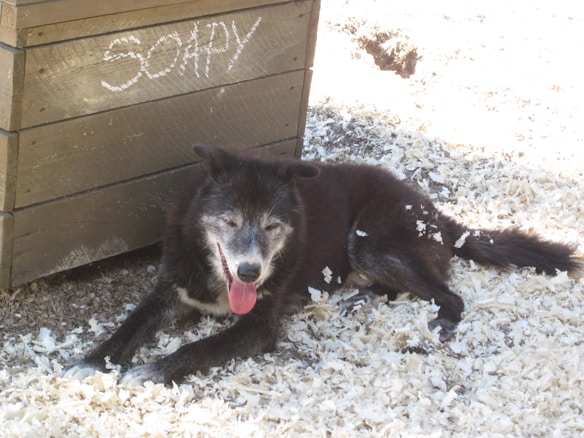 A black dog with gray and white fur on its face rests on a bed of wood shavings. It has its mouth open with its tongue out, giving a relaxed appearance. The dog is next to a wooden structure on which the name 'SOAPY' is written in white.