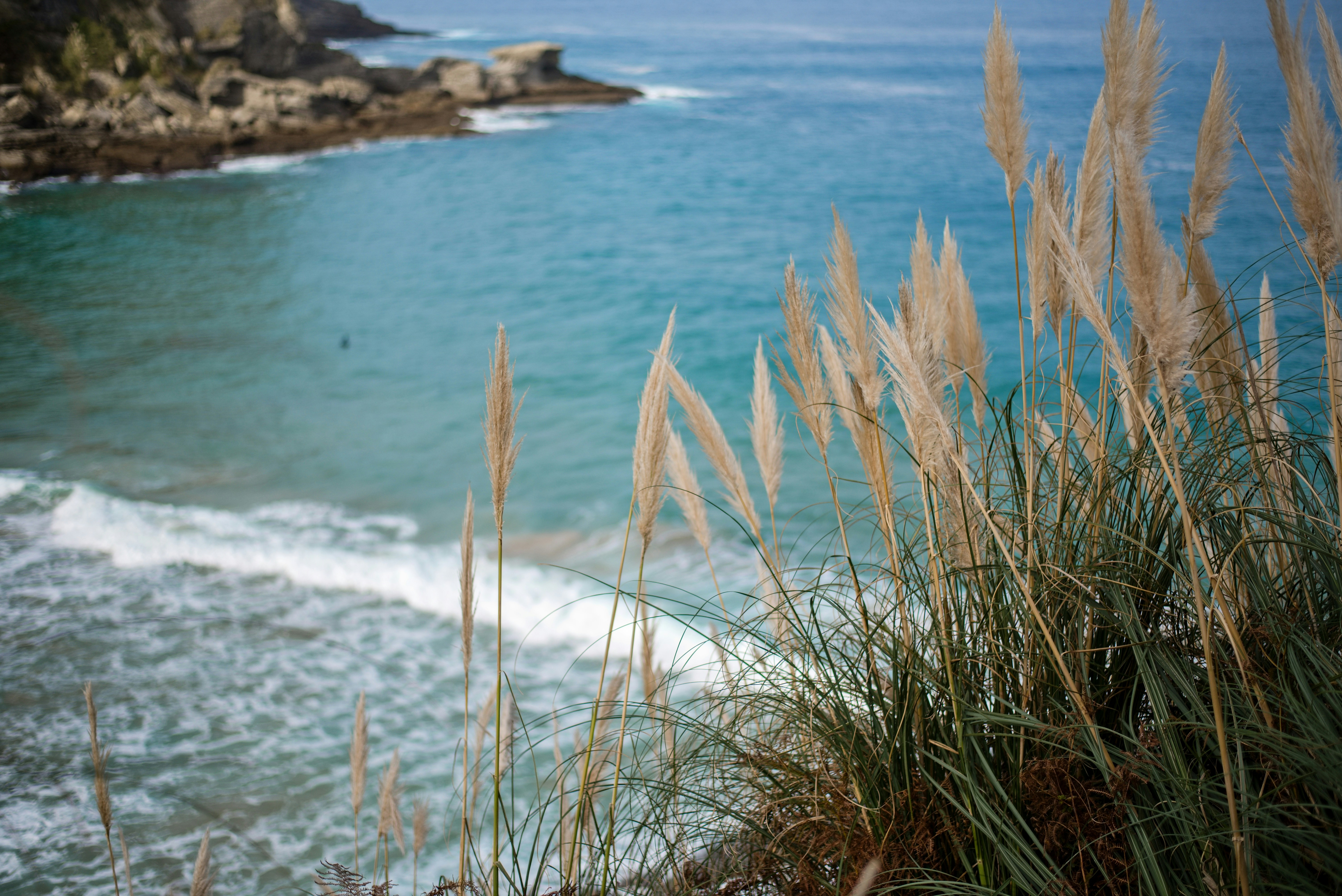 a group of plants next to a body of water
