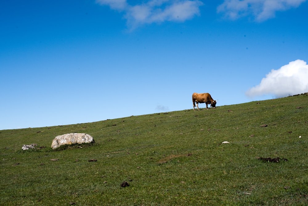 a cow grazing on a hill