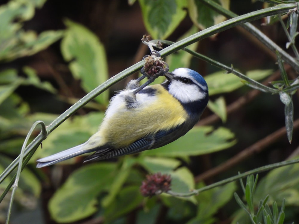 a bird sitting on a branch