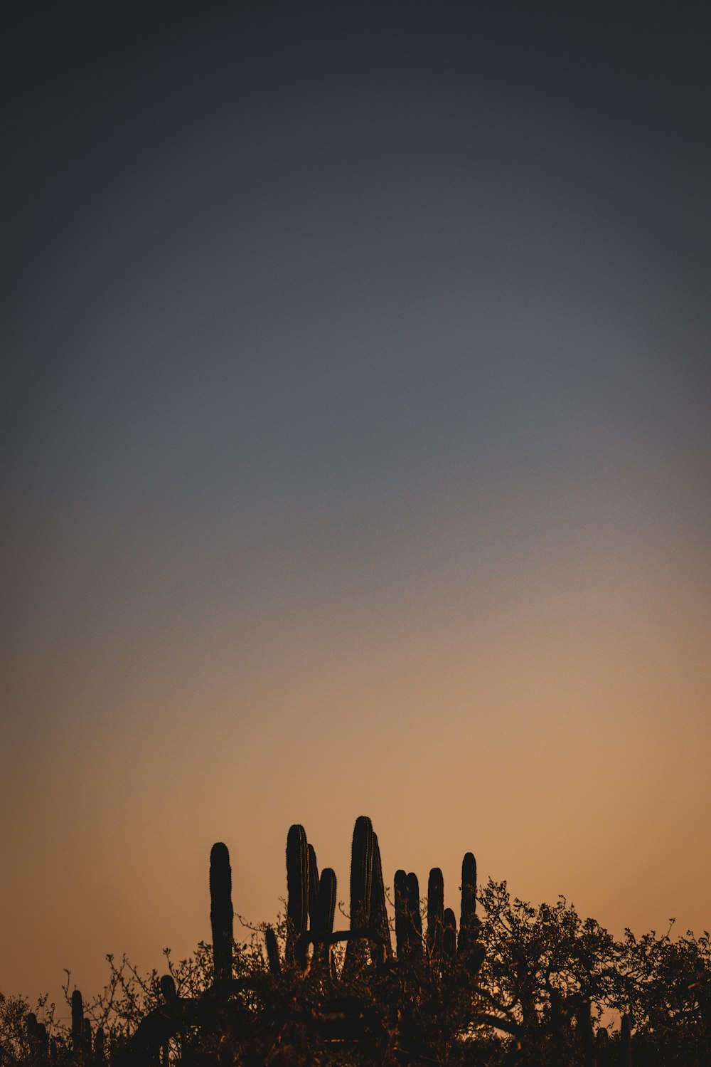 a group of trees with a sunset in the background