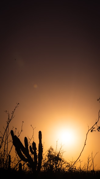 a silhouette of a tree and the sun