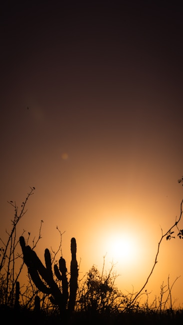 a silhouette of a tree and the sun