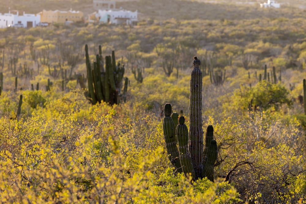 a group of cactus in a field