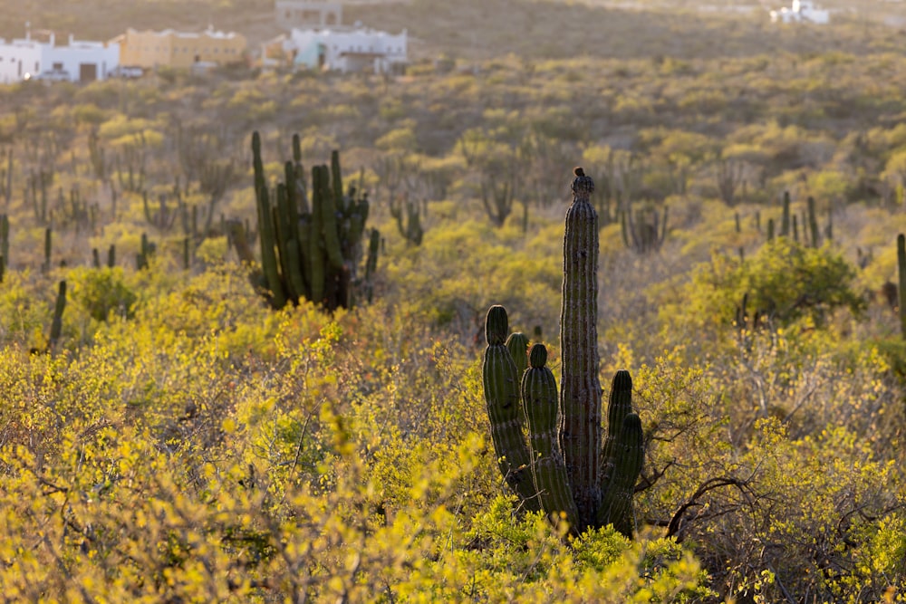 Un grupo de cactus en un campo