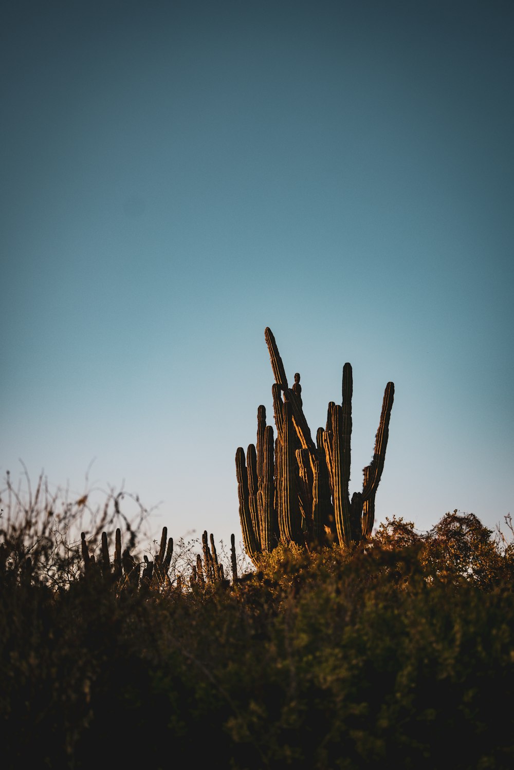 a group of cactus in a field