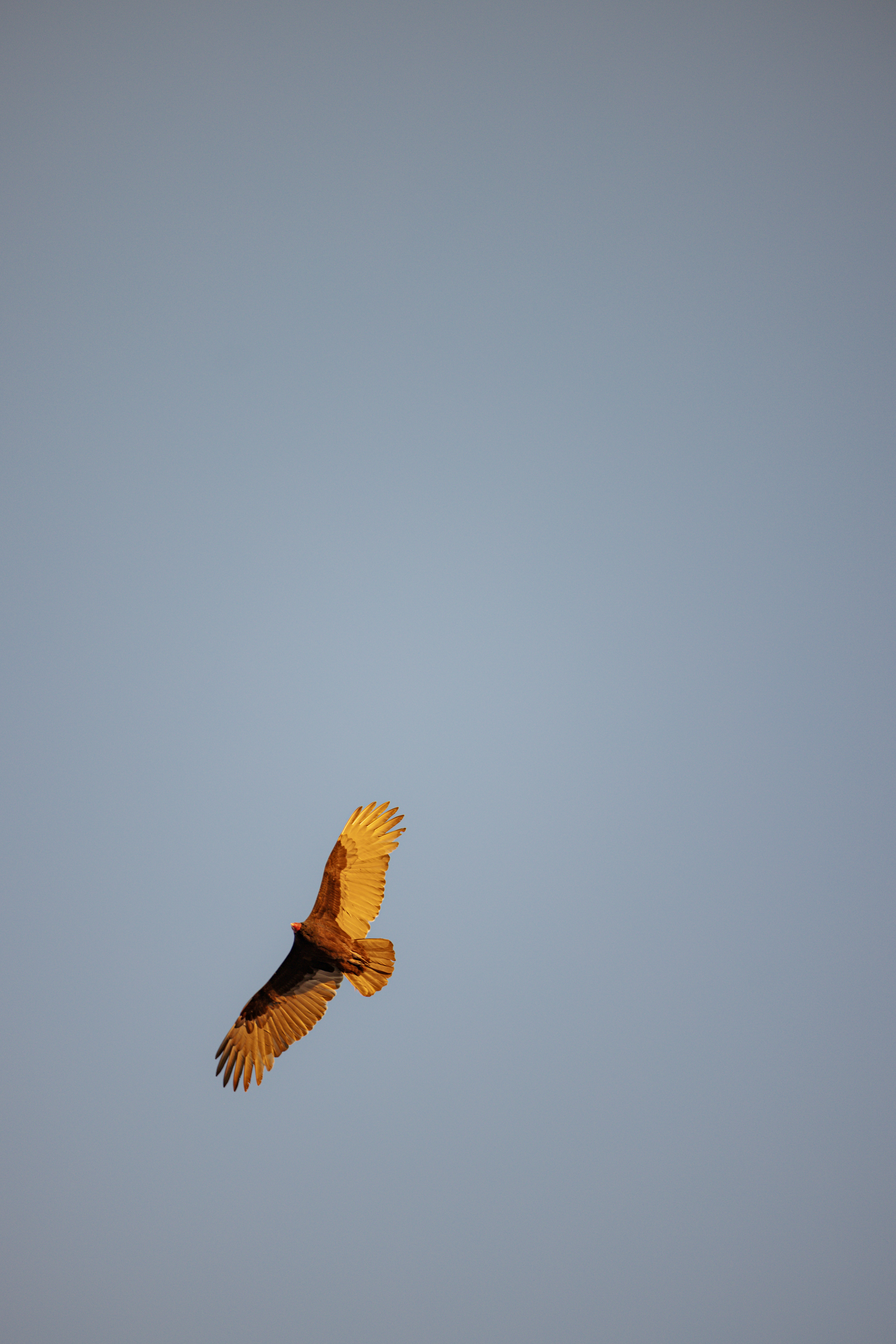 Baja California