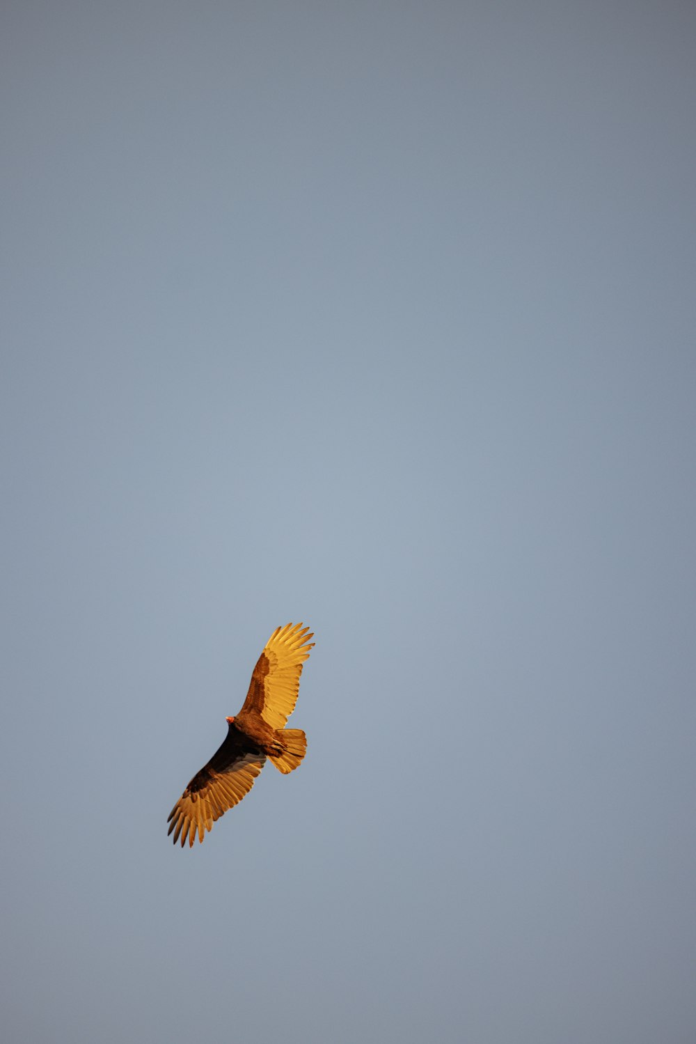 Un pájaro volando en el cielo