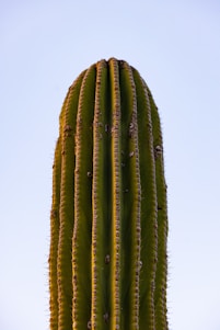 a close up of a cactus