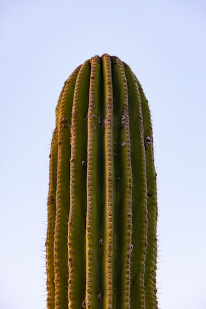 a close up of a cactus