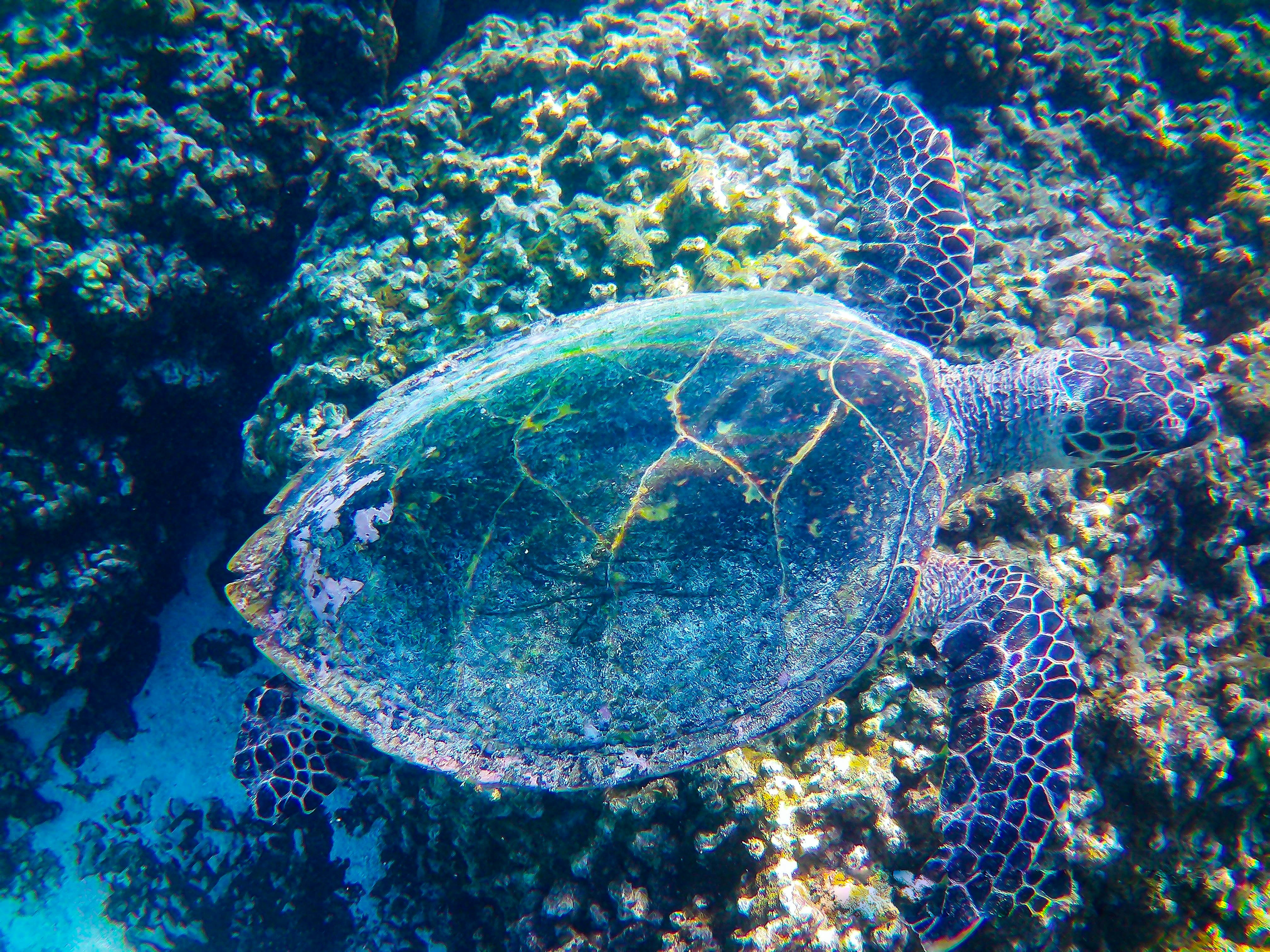 Half the World's Sea Turtles Have Eaten Plastic (image credits: unsplash)