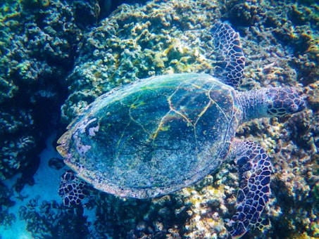Coral Reef Expedition