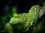 Close-up of a vibrant green tree python coiled on a branch in a rainforest.