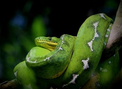 Close-up of a vibrant green tree python coiled on a branch in a rainforest.