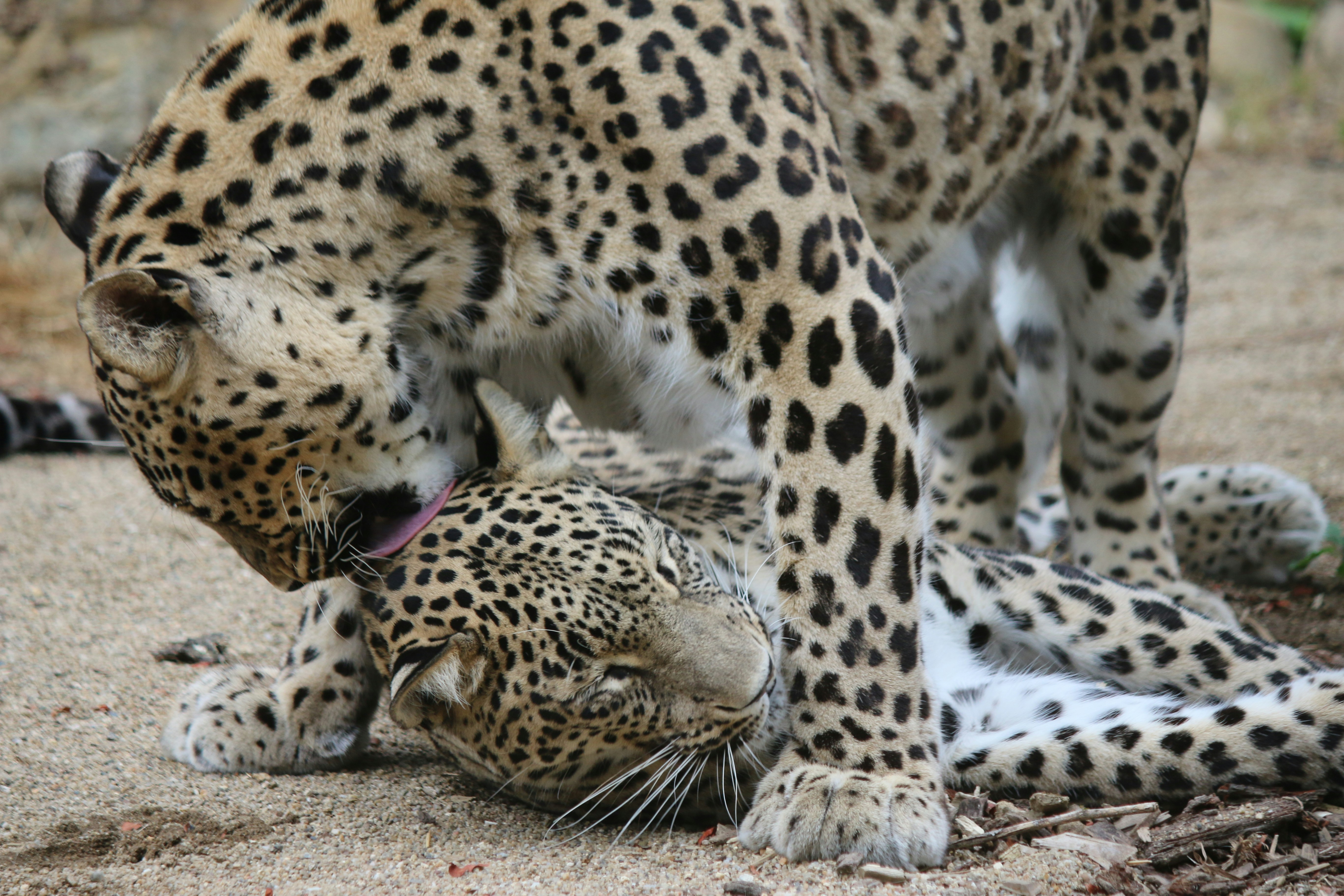 A Mother’s Fierce Love (image credits: unsplash)