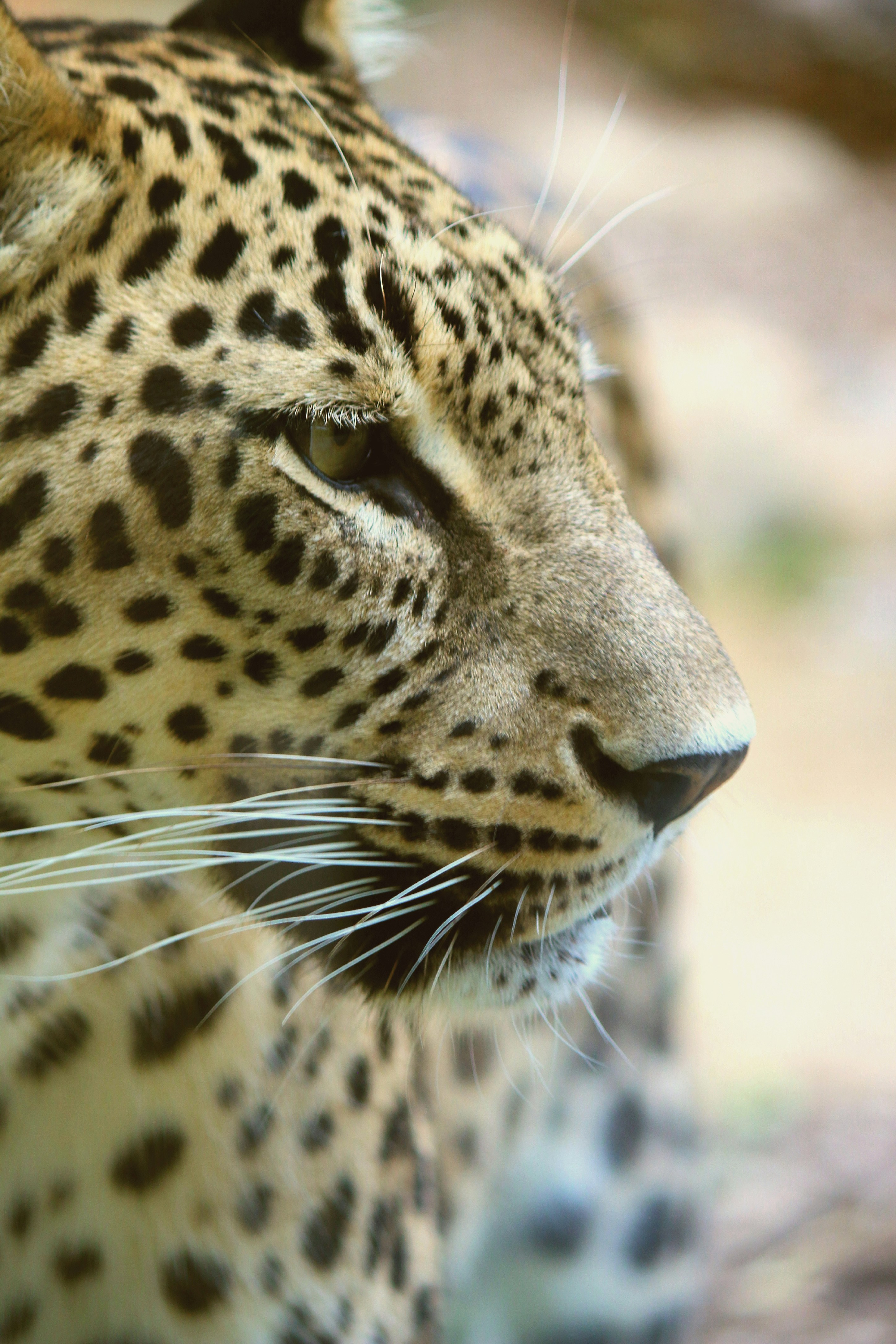 Whiskers of Wisdom (image credits: unsplash)