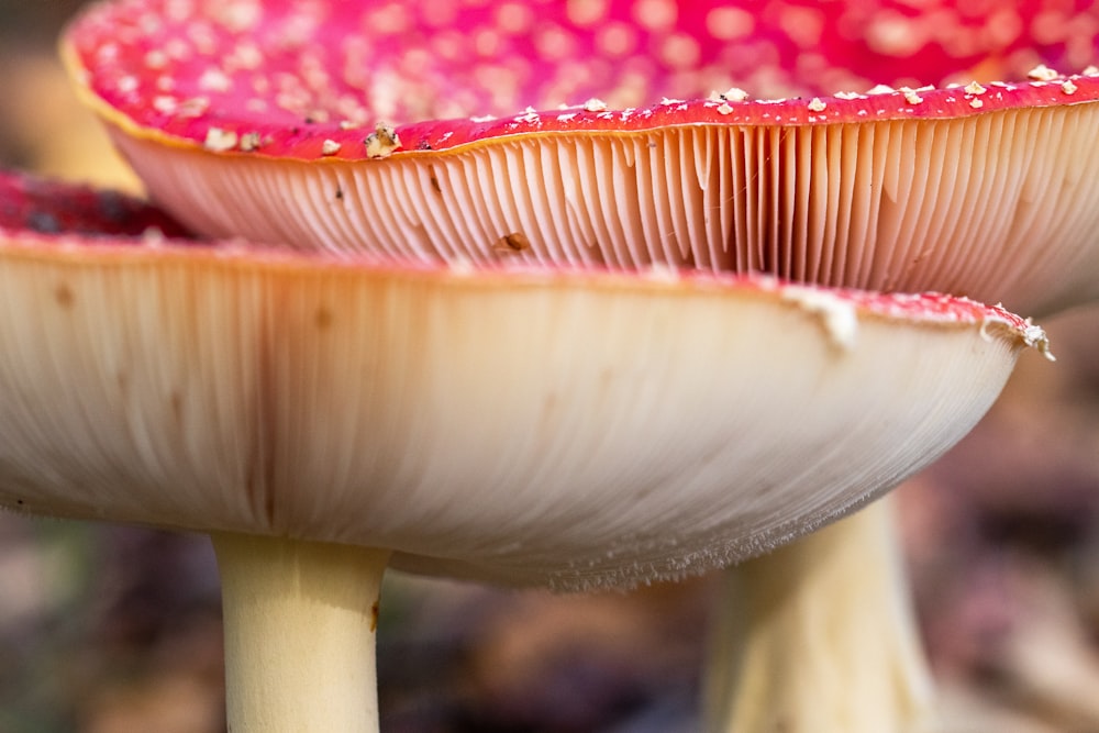 a close up of a mushroom