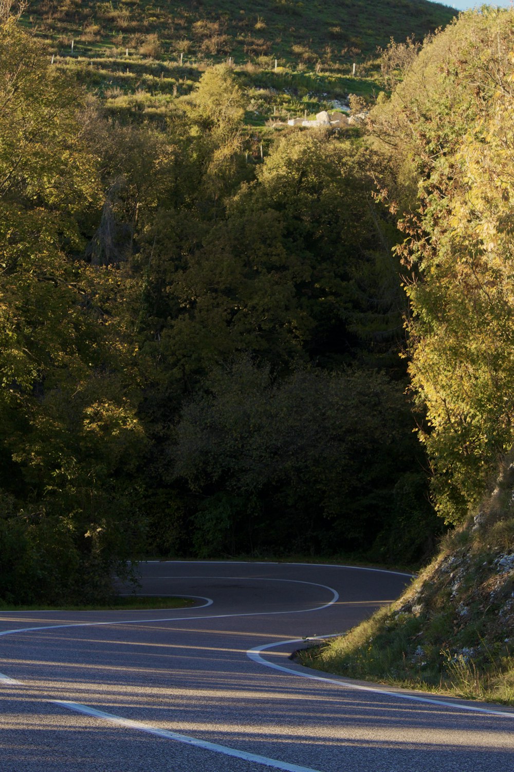 Une route arborée sur le côté