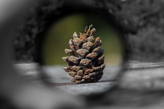 a pine cone on a table